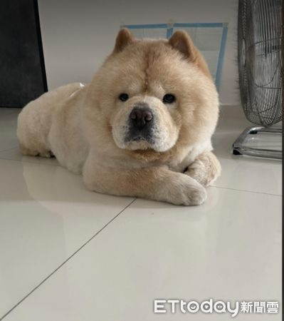 肥肥鬆獅生出「巨大毛毛貢丸」牠聞完一臉疑惑:我的嗎?