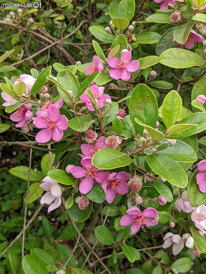 桃金孃 台南市佳里區蕭壠文化園區 05/01