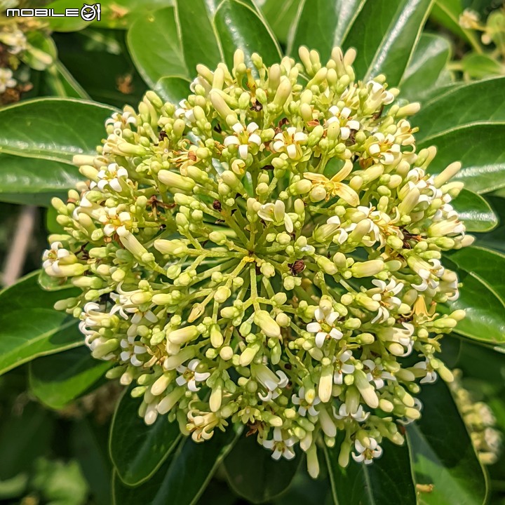 火球花+無患子 台南市佳里區營頂里佳福寺 05/22