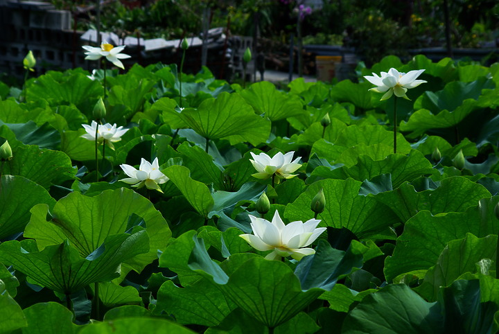 花開花闔，清香白蓮 （端午更新）