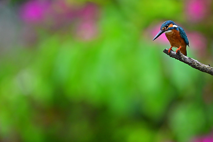 點我看大圖 Nikon Z9+70-200mm母親節快樂!母翠鳥教小翠鳥飛行與衝水。