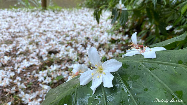 瑪西雨中桐遊~親子桐遊趣.微雨中賞桐也很浪漫