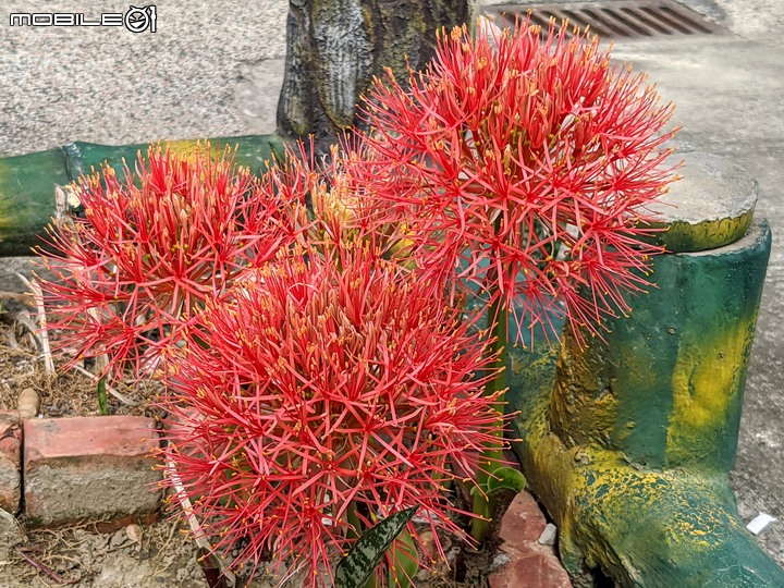 火球花+無患子 台南市佳里區營頂里佳福寺 05/22