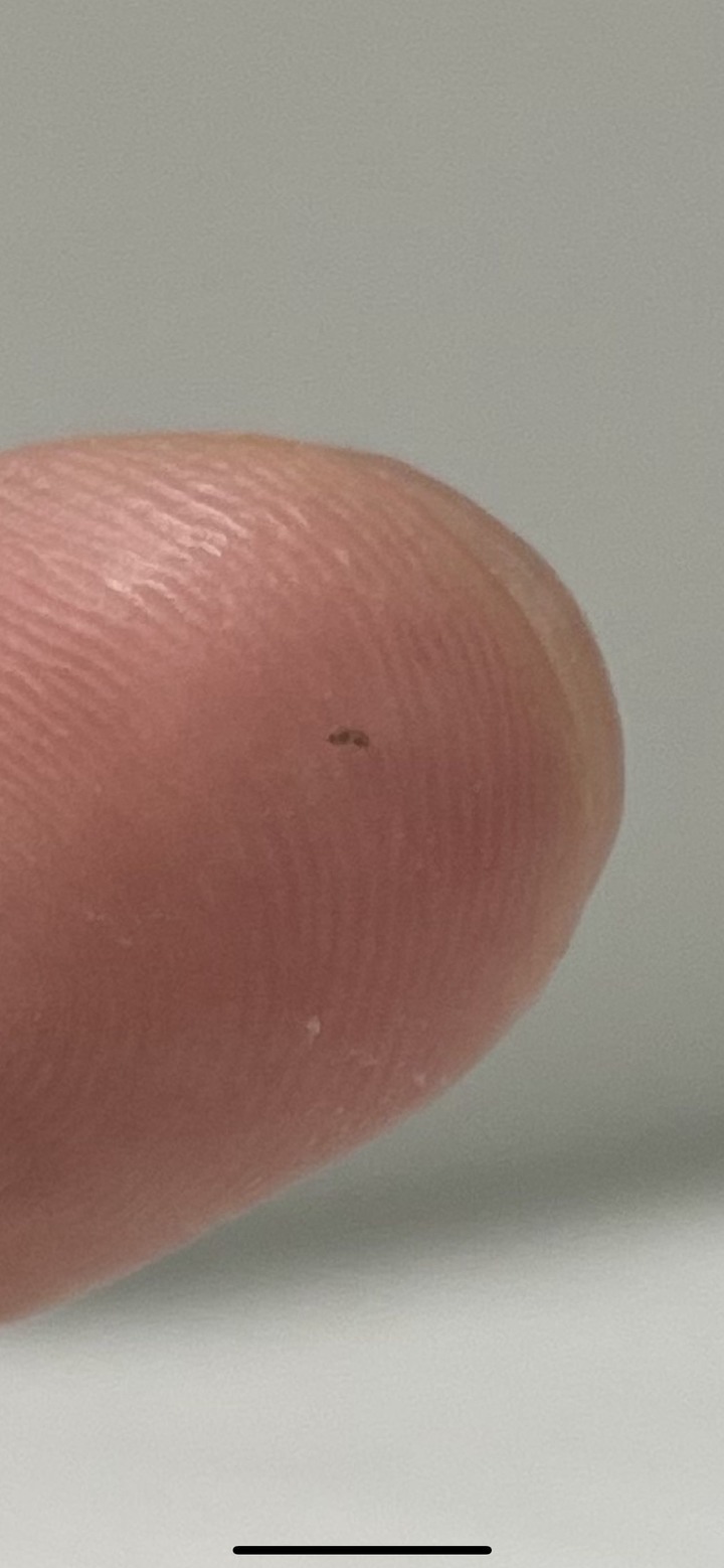 想請各位幫忙分析一下櫃子的小蟲