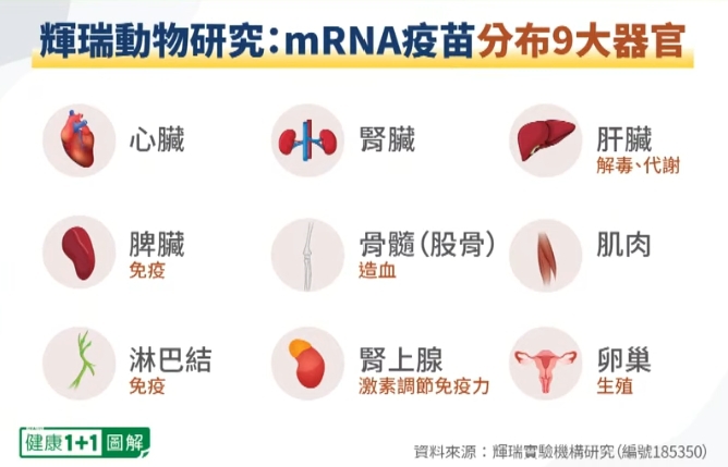 研究：mRNA疫苗進入體內後，會分布9大器官？2大方法，解毒疫苗刺突蛋白！2種營養素，抑制刺突蛋白超有效（2022.5.17）| 健康1+1 ·