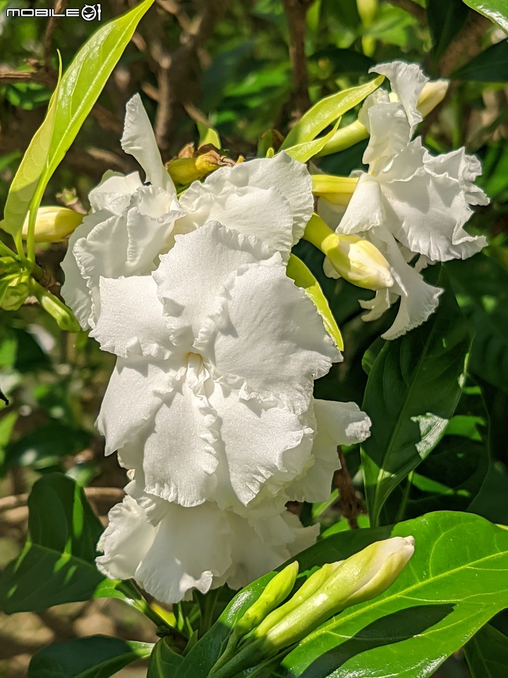 火球花+無患子 台南市佳里區營頂里佳福寺 05/22