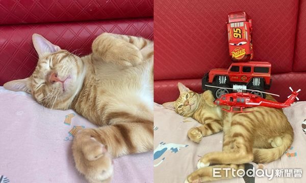高溫破30度家具店找到涼感神物愛貓實測「睡到流口水」翻肚