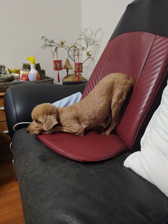 10歲紅貴賓~我還有年輕的靈魂!!