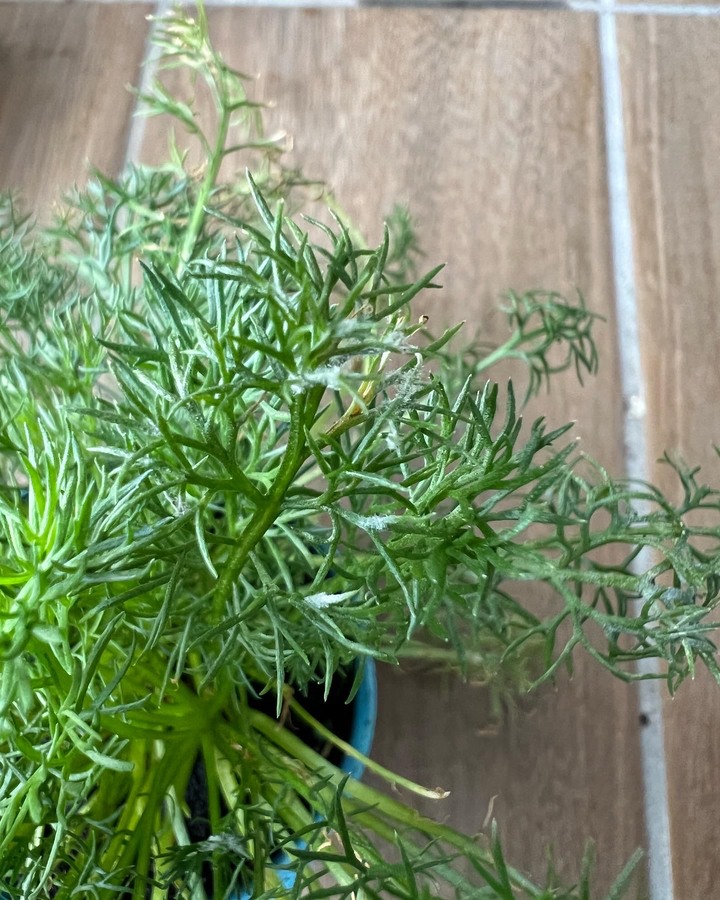 洋甘菊長白毛