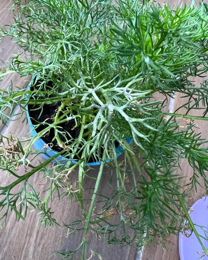 洋甘菊長白毛