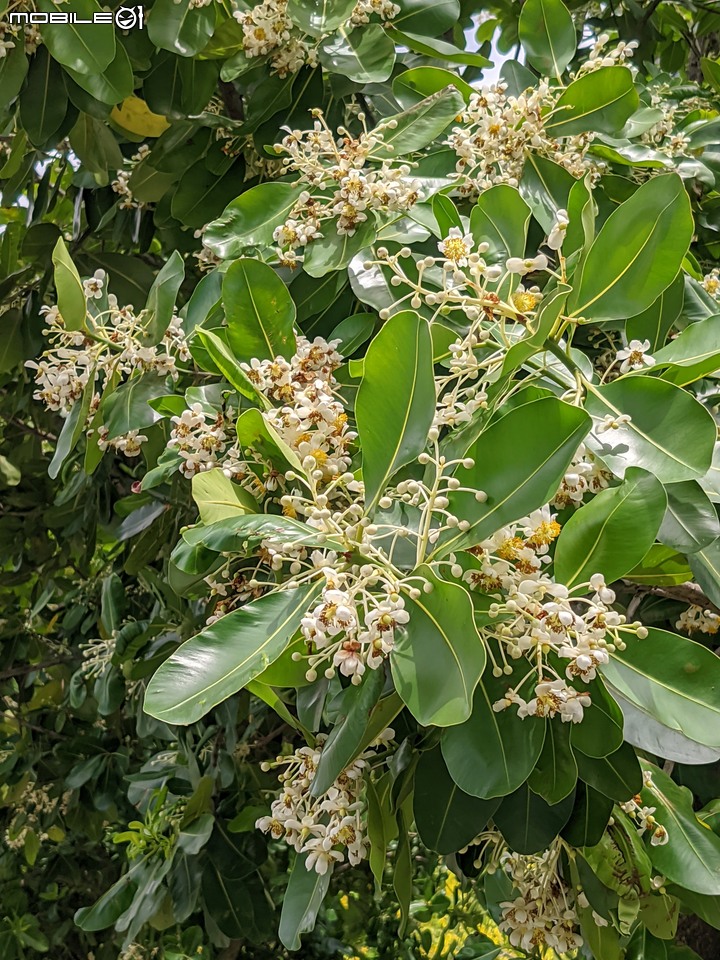 仙丹花 台南市安平區林默娘公園 06/12