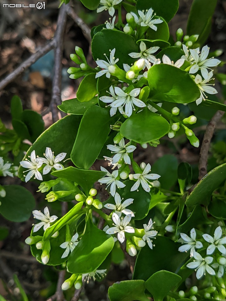 欖李+黃荊 台南市安平港濱歷史公園 06/19