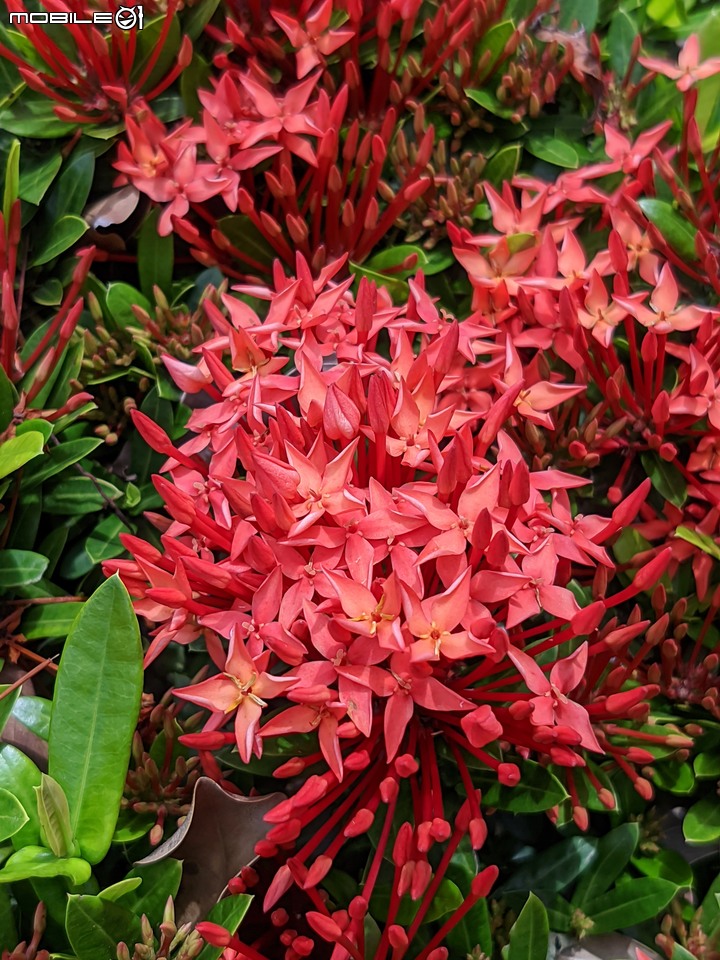 仙丹花 台南市安平區林默娘公園 06/12