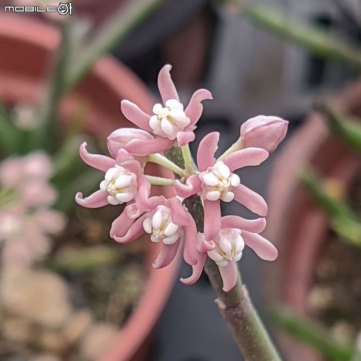 欖李+黃荊 台南市安平港濱歷史公園 06/19