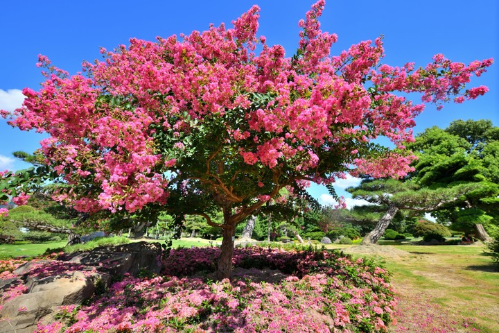 愛情樹開花了！6/18-9/30成美文化園紫薇花季，情侶kiss熱點