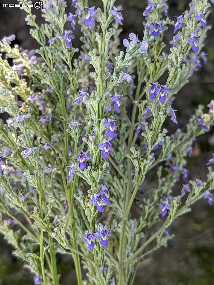 欖李+黃荊 台南市安平港濱歷史公園 06/19