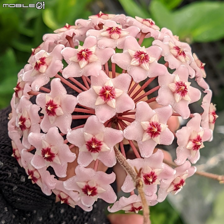 欖李+黃荊 台南市安平港濱歷史公園 06/19