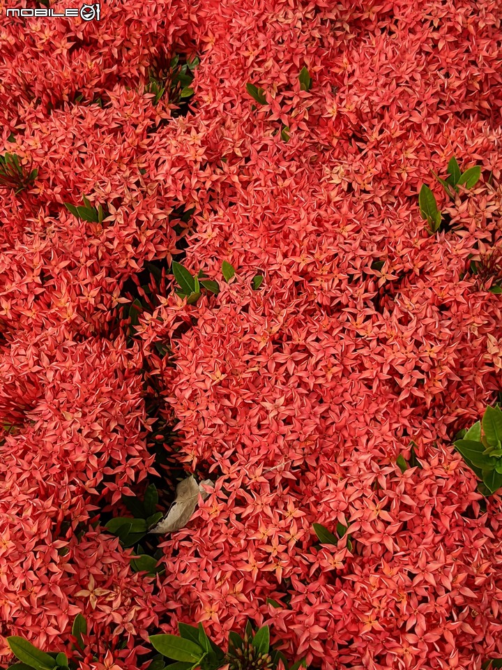 仙丹花 台南市安平區林默娘公園 06/12