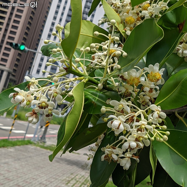 仙丹花 台南市安平區林默娘公園 06/12
