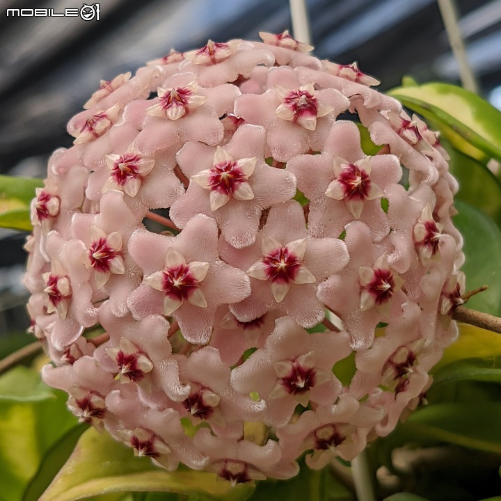 欖李+黃荊 台南市安平港濱歷史公園 06/19