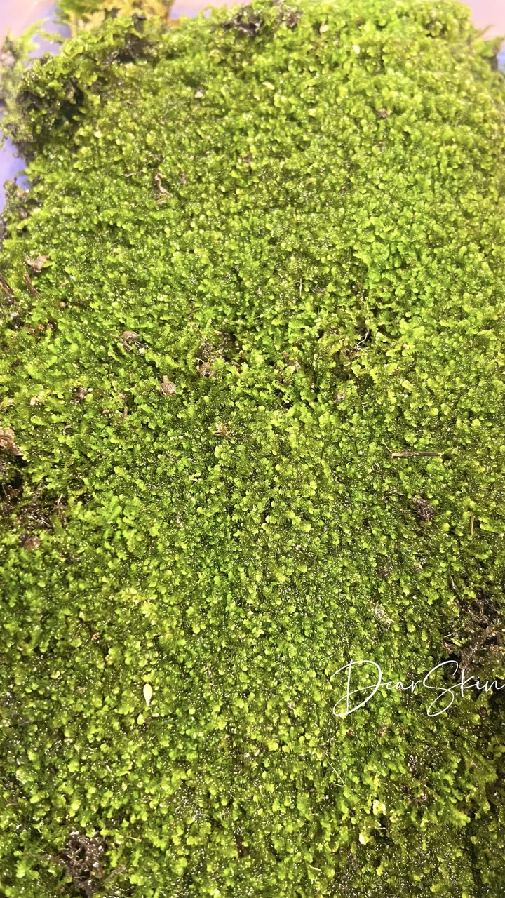 最近種了一些小型植物在店裏…感覺很舒服…工作起來更有動力🥰