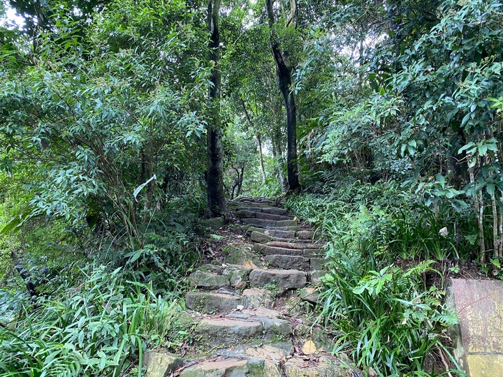 新北土城｜天上山．賞桐花路線推薦，土城山系最高峰的小百岳