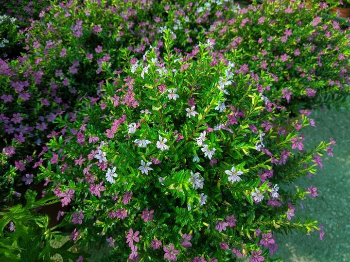 全年花期的花卉專輯：天天開花(19/33)雪茄花