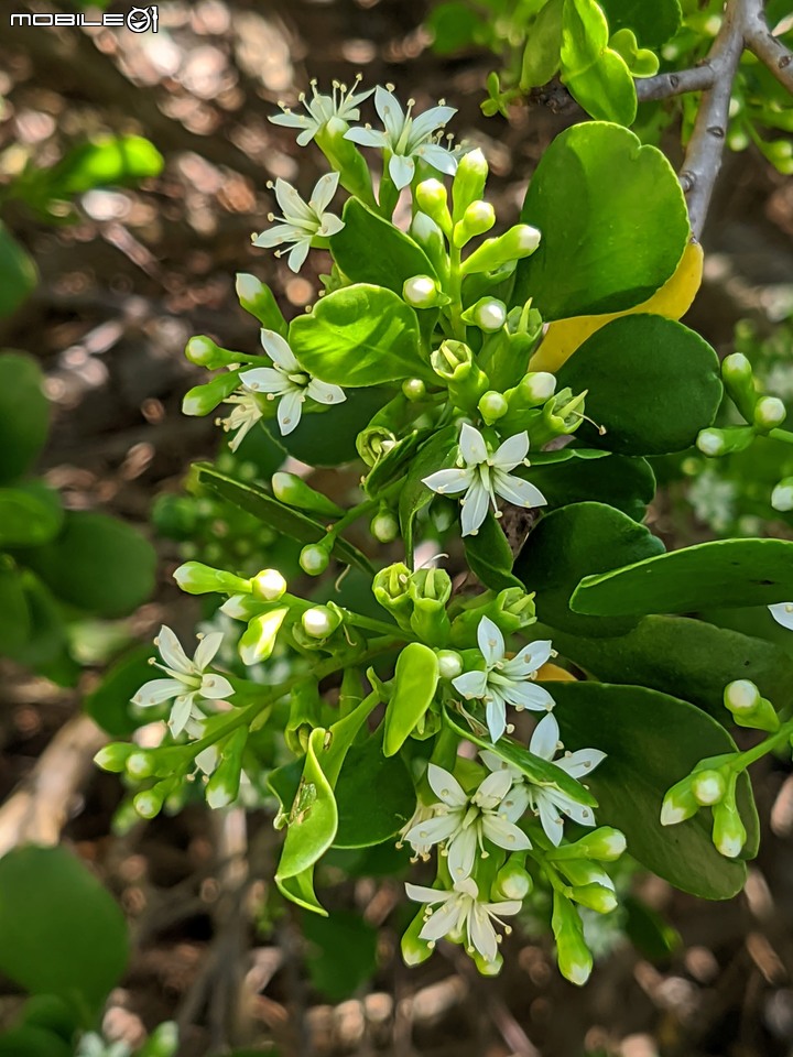 欖李+黃荊 台南市安平港濱歷史公園 06/19
