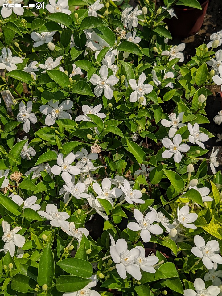 欖李+黃荊 台南市安平港濱歷史公園 06/19