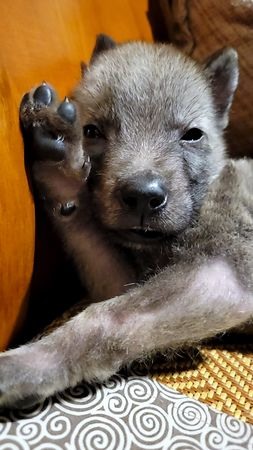 調皮小狼犬挨罰禁閉不到5分鐘「四肢僵硬癱紙箱」...險嚇哭奴才