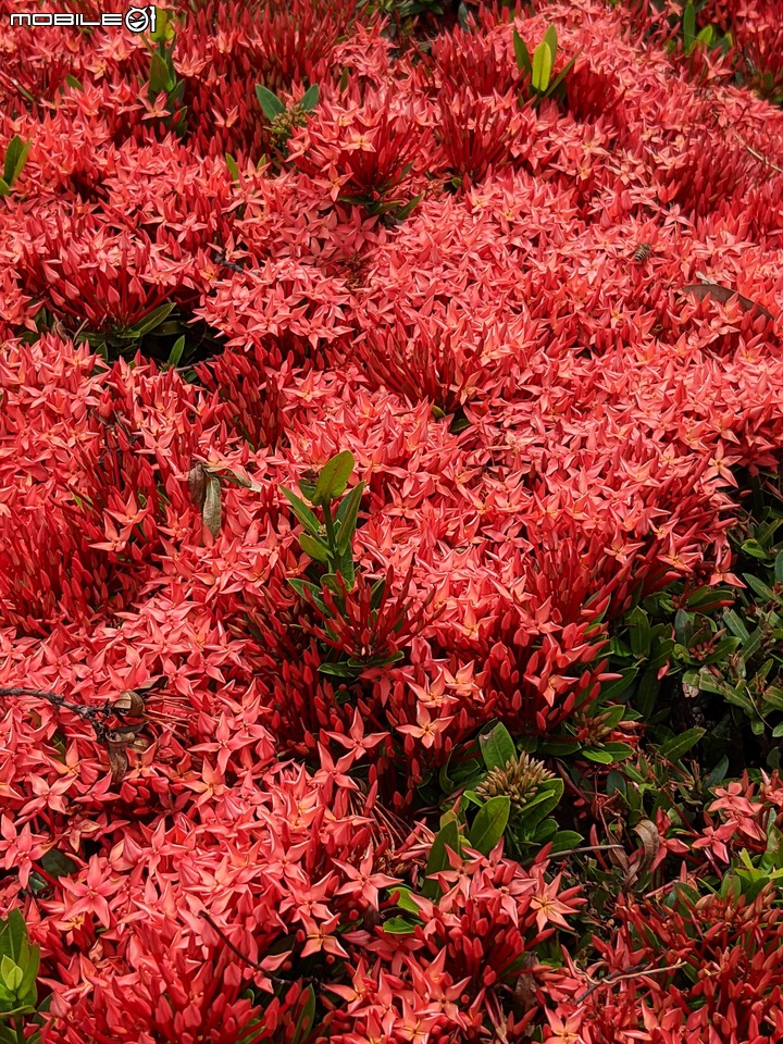 仙丹花 台南市安平區林默娘公園 06/12