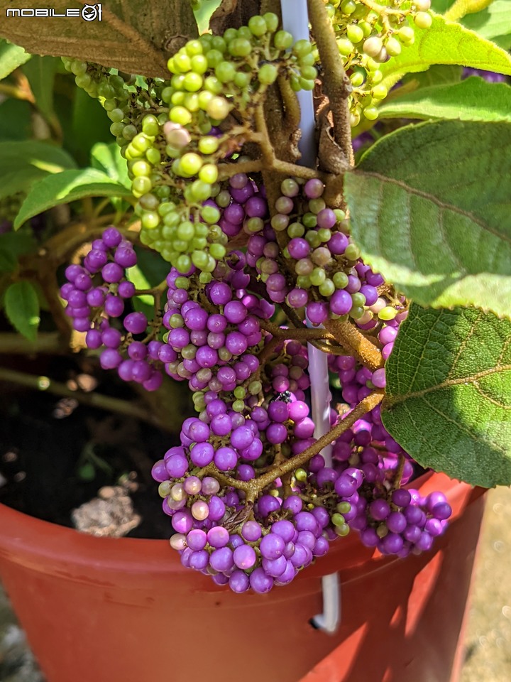 欖李+黃荊 台南市安平港濱歷史公園 06/19