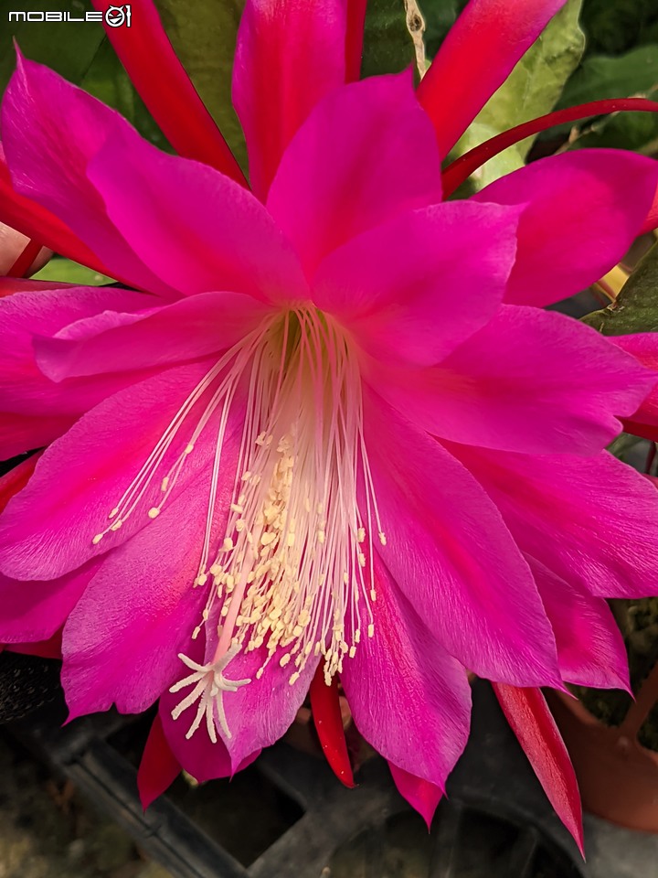 欖李+黃荊 台南市安平港濱歷史公園 06/19