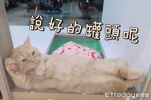 奶油貓睡醒「貴妃躺」等吃飯！　曬粉紅貓掌迷惑奴才：快拿罐罐～