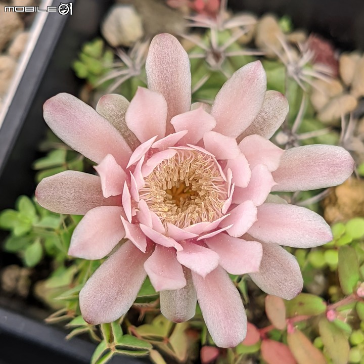 欖李+黃荊 台南市安平港濱歷史公園 06/19