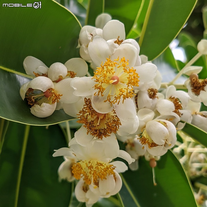 仙丹花 台南市安平區林默娘公園 06/12