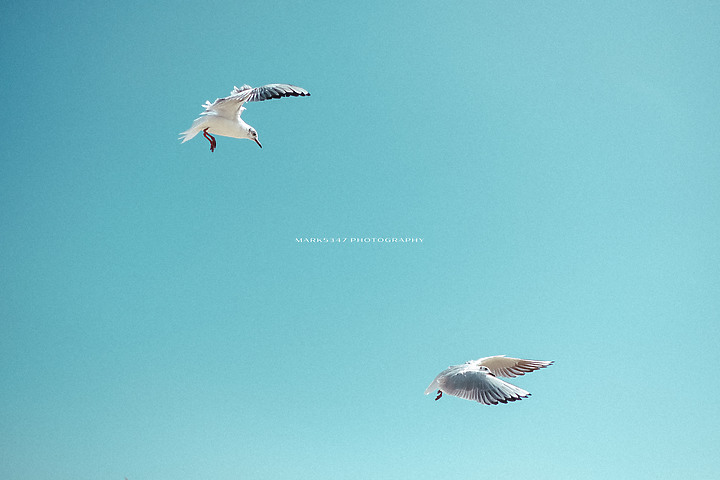 Busan | 釜山．海鷗 | 2018 (2022撰文)