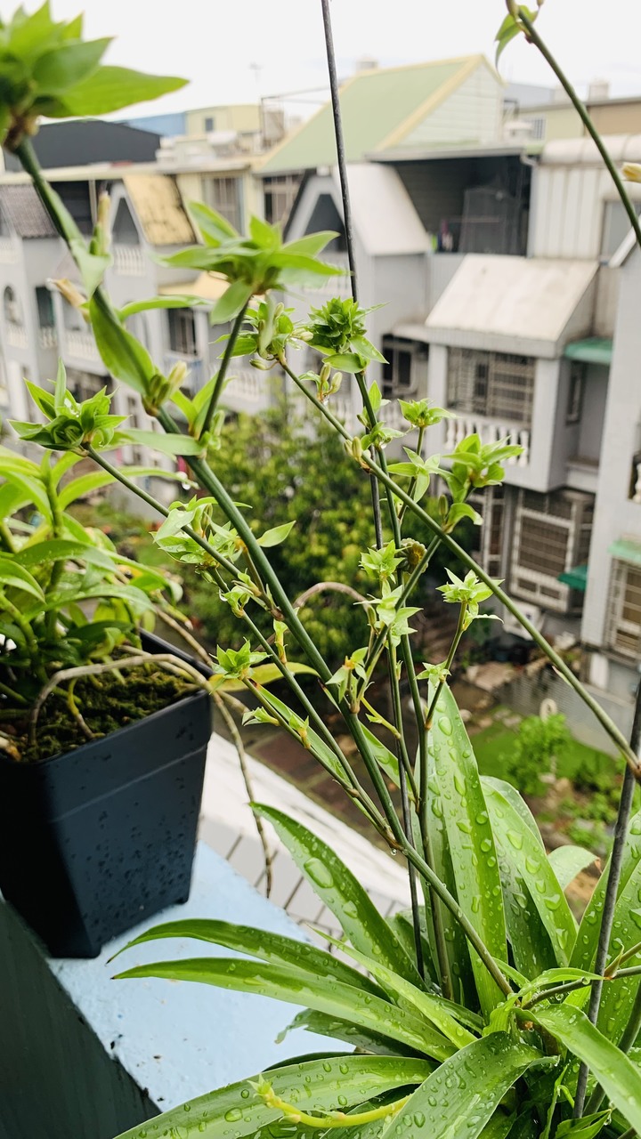請高人指點，這是什麼花草植物？