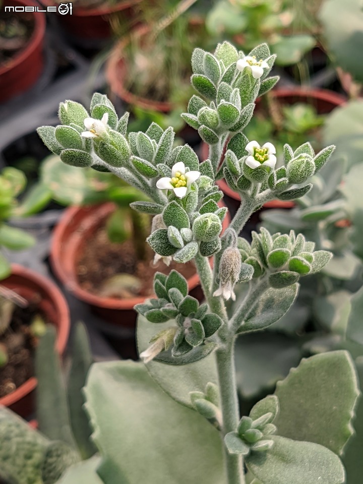 欖李+黃荊 台南市安平港濱歷史公園 06/19