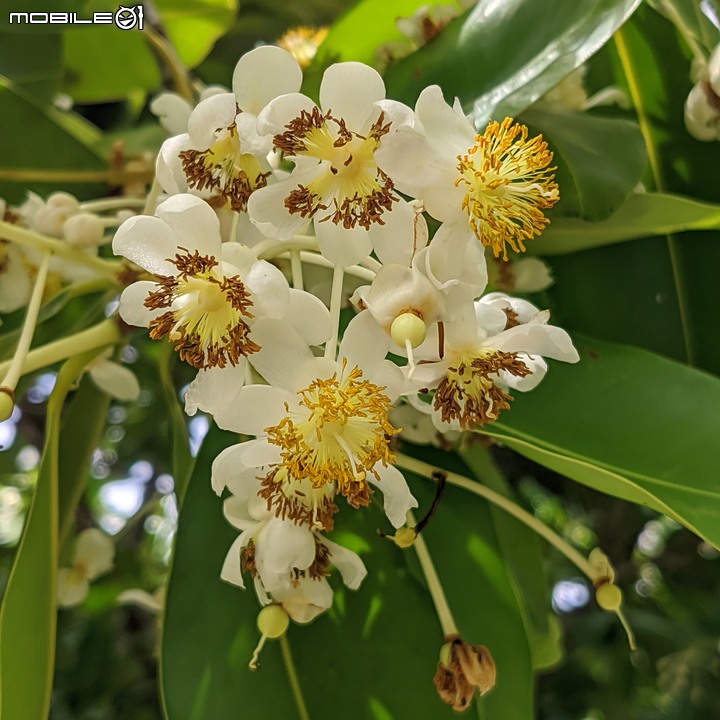 仙丹花 台南市安平區林默娘公園 06/12