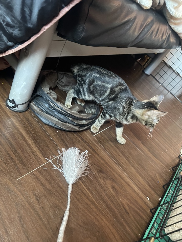 台南貓咪認養
