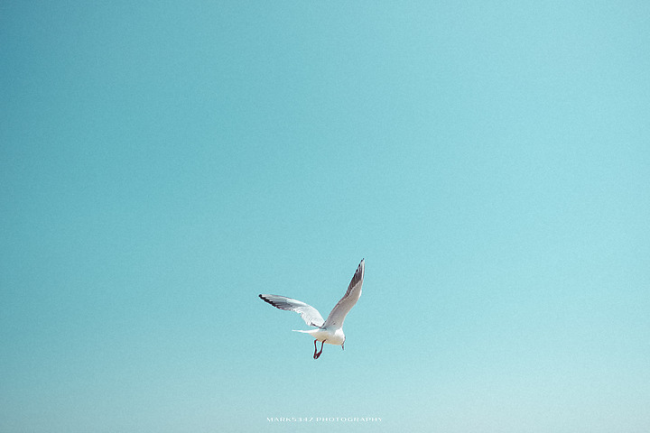 Busan | 釜山．海鷗 | 2018 (2022撰文)