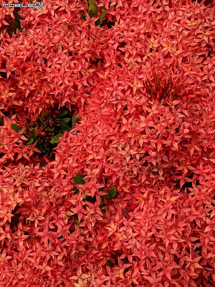 仙丹花 台南市安平區林默娘公園 06/12