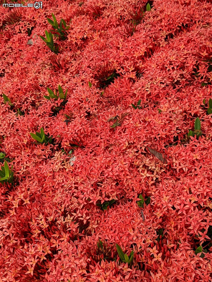 仙丹花 台南市安平區林默娘公園 06/12
