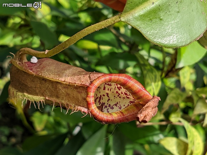 欖李+黃荊 台南市安平港濱歷史公園 06/19