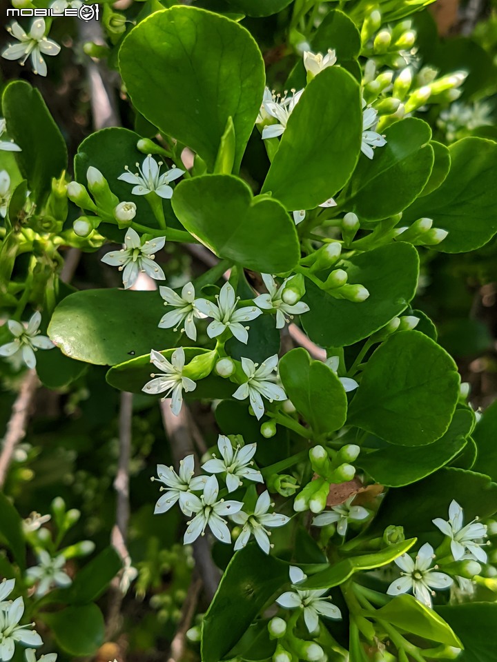 欖李+黃荊 台南市安平港濱歷史公園 06/19
