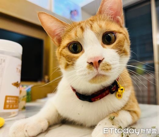 生財工具被「胖橘麻糬」無情霸佔媽冷汗狂求:別害我丟飯碗R~