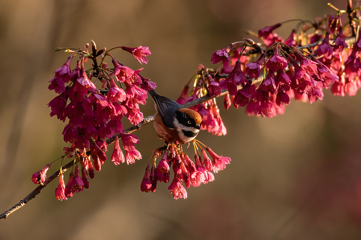 點我看大圖 【90D】2021年末飛羽回顧
