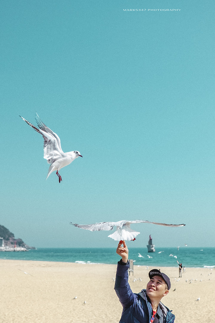 Busan | 釜山．海鷗 | 2018 (2022撰文)