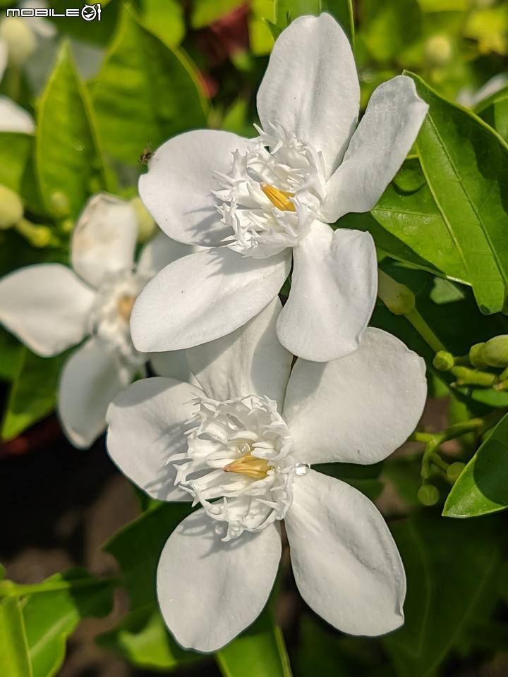 欖李+黃荊 台南市安平港濱歷史公園 06/19